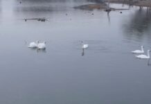 В Туркестанскую область прилетели зимовать лебеди
