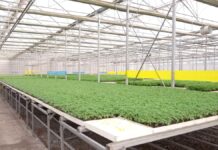 Выращивание рассады модернизировали в Туркестанской области