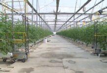 Более 767 миллионов тенге выделили в Шымкенте на субсидирование тепличных хозяйств