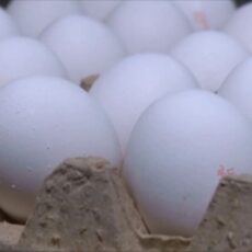Казахстанцы начали переживать, что могут остаться без куриного яйца