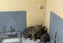 Шакира, Канело и GGG: в зоопарке Шымкента выбрали имена для львят