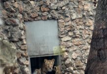 Львятам-тройняшкам должны выбрать имена казахстанцы