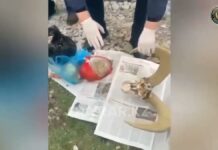 Рога архара и сайгака обнаружили дома у мужчины в Шымкенте