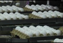 В Казахстане заморозят цены на яйца