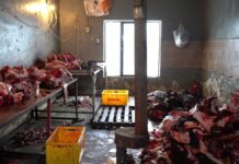 Крысы, грязь и лужи крови: антисанитарию на мясных складах выявили в Шымкенте