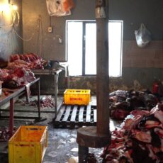 Крысы, грязь и лужи крови: антисанитарию на мясных складах выявили в Шымкенте