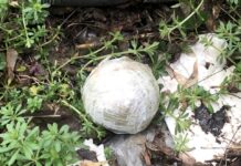 Пакет с наркотиками обнаружили гвардейцы в Шымкенте