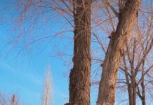 Ведущая «Дом-2» пришла на помощь шымкентским зоо-волонтерам