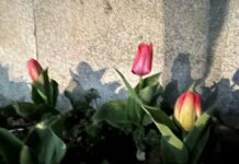 Первые тюльпаны расцвели в Шымкенте Тюльпан