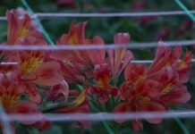 Как цветочный бизнес стал визитной карточкой села Дербисек