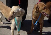 Выставка казахской борзой породы тазы прошла в Шымкенте