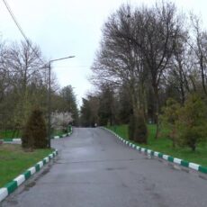 8 тысяч деревьев погибло в дендропарке Шымкента