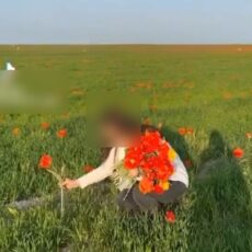 Девушкой, сорвавшей краснокнижные тюльпаны, заинтересовалась полиция