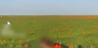 Девушкой, сорвавшей краснокнижные тюльпаны, заинтересовалась полиция