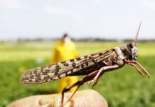 «Не уничтожите саранчу, ущерб будете выплачивать сами» — крылатый смерч надвигается на юг