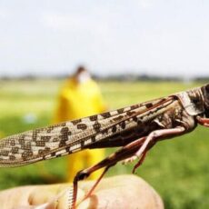 «Не уничтожите саранчу, ущерб будете выплачивать сами» — крылатый смерч надвигается на юг