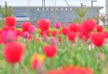 За озеленение и благоустройство города активно взялись в Шымкенте