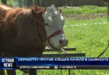 В Шымкенте начали обрабатывать территории против клещей