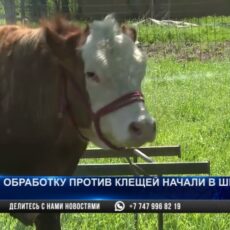 В Шымкенте начали обрабатывать территории против клещей