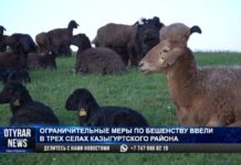 Ограничительные меры по бешенству ввели в трех селах Казыгуртского района