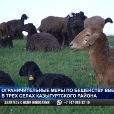Ограничительные меры по бешенству ввели в трех селах Казыгуртского района