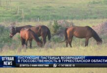 Пустующие пастбища возвращают в госсобственность в Туркестанской области