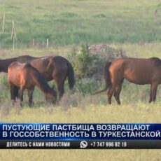 Пустующие пастбища возвращают в госсобственность в Туркестанской области