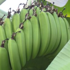 В Туркестанской области созрел первый в этом сезоне урожай бананов
