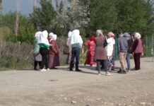 Насекомые атаковали Туркестанскую область