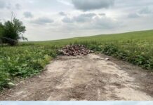 Массовое скопление черепов животных обнаружили в Шымкенте