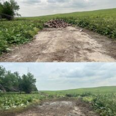 Массовое скопление черепов животных обнаружили в Шымкенте