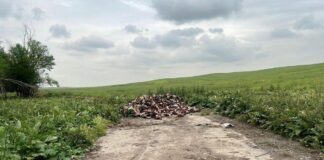 Массовое скопление черепов животных обнаружили в Шымкенте