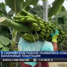 В Туркестанской области начался сбор бананов