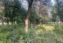 Земли в зелёном поясе Шымкента не будут переданы застройщикам