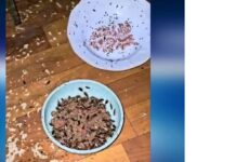 Тараканы и антисанитария: на соседа жалуются жители одной из многоэтажек Шымкента