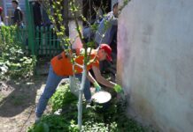 Вернуть былую славу зеленого города: субботники в Шымкенте станут обязательными