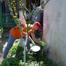 Вернуть былую славу зеленого города: субботники в Шымкенте станут обязательными