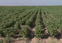 Хватит ли запасов воды на юге, чтобы вырастить хороший урожай?