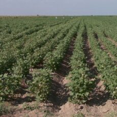 Хватит ли запасов воды на юге, чтобы вырастить хороший урожай?