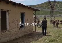 Трупы ослов и лужи крови напугали жителей Шымкента