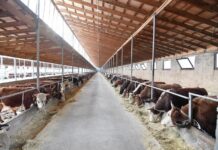 Массовую дезинфекцию от болезней скота провели в Туркестанской области