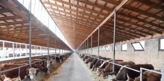 Массовую дезинфекцию от болезней скота провели в Туркестанской области