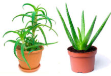 Алоэ: бабушкин столетник и модная агава