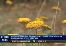 Редкие растения нашли учёные из Шымкента