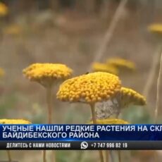 Редкие растения нашли учёные из Шымкента