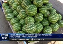 В Шымкенте начался сезон арбузов