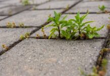 Прорастает трава сквозь асфальт