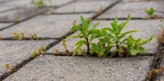 Прорастает трава сквозь асфальт