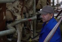 Молочники в Шымкенте не могут получить субсидии