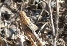 Борьба с саранчой продолжается в Туркестанской области